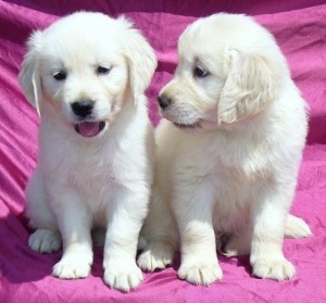 Adorable Golden Retriever Puppy For Adoption Image eClassifieds4u