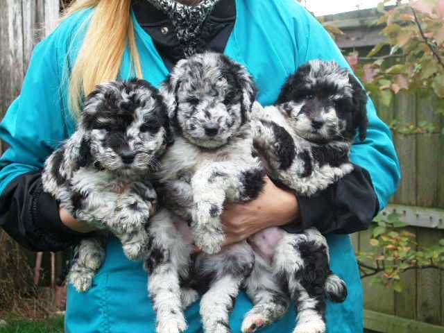 Cute Aussiedoodle Puppies Available Image eClassifieds4u