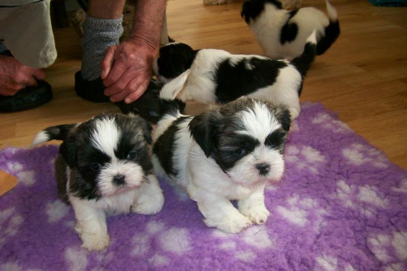 Cute Shih Tzu Puppies Ready Image eClassifieds4u