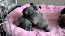 Blue French bulldog Puppies Available