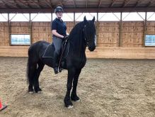 Stunning #Riding and #Driving Friesian Gelding Available!!!