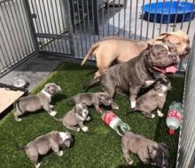 Top Quality Blue nose American Pitbull terrier puppies available