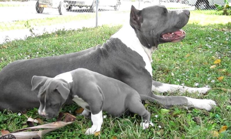 Amazing Blue nose American Pitbull terrier puppies available Image eClassifieds4u