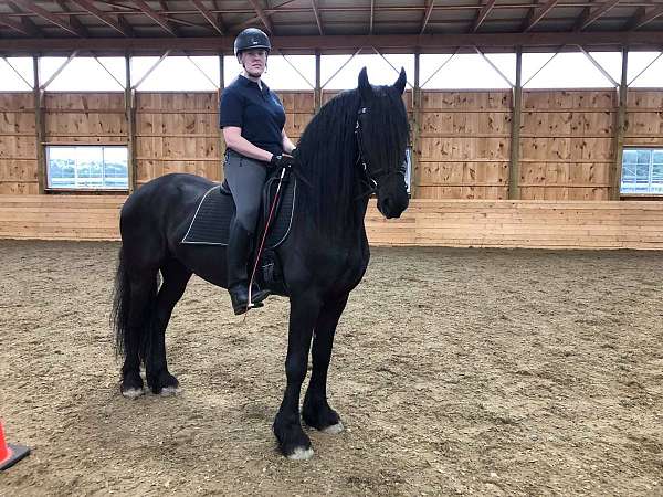 Stunning #Riding and #Driving Friesian Gelding Available!!! Image eClassifieds4u