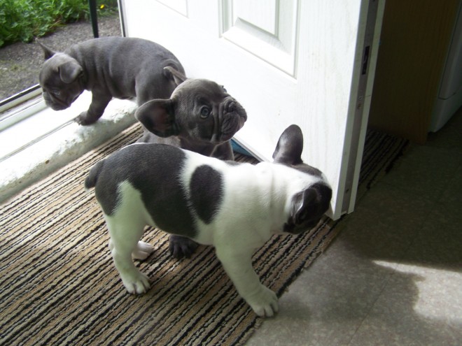 Blue Pied French Bulldog Puppies Available Image eClassifieds4u