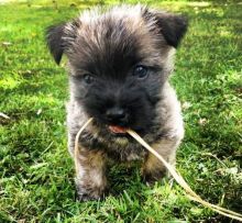A loyal, affectionate, Teacup Carin Terrier puppies