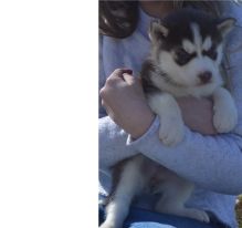 Male and female Siberian Husky pups