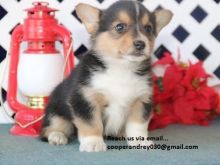 pambroke pups