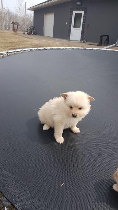 Puppy for sale Image eClassifieds4u