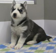 Siberian Huskies with Blue eyes Available. Healthy and updated on vaccinations.