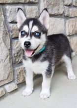 Siberian Huskies with Blue eyes Available. Healthy and updated on vaccinations.