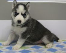 Siberian Huskies with Blue eyes Available. Healthy and updated on vaccinations.