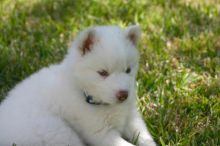 Siberian Huskies with Blue eyes Available. Healthy and updated on vaccinations.