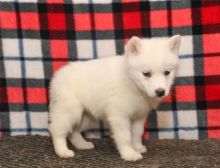 Siberian Huskies with Blue eyes Available. Healthy and updated on vaccinations.
