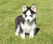 Siberian Huskies with Blue eyes Available. Healthy and updated on vaccinations.
