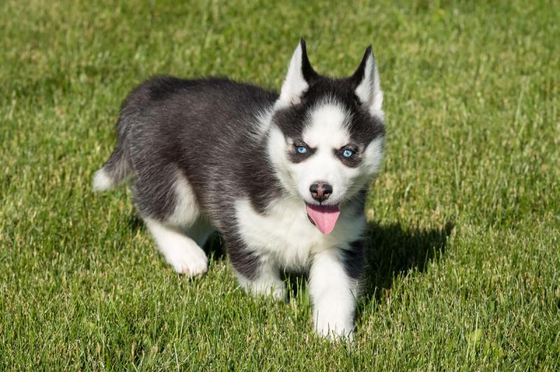 Siberian Huskies with Blue eyes Available. Healthy and updated on vaccinations. Image eClassifieds4u