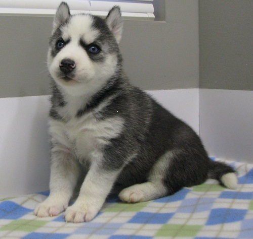 Siberian Huskies with Blue eyes Available. Healthy and updated on vaccinations. Image eClassifieds4u