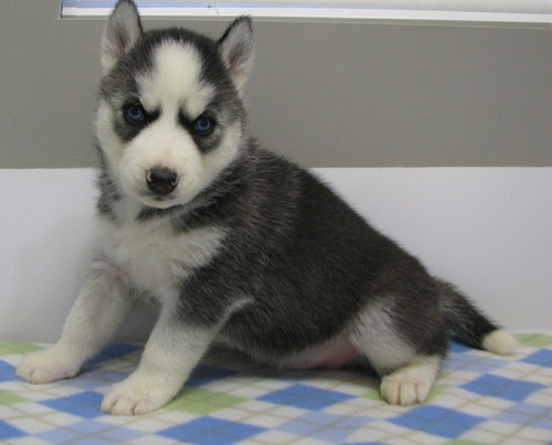 Siberian Huskies with Blue eyes Available. Healthy and updated on vaccinations. Image eClassifieds4u