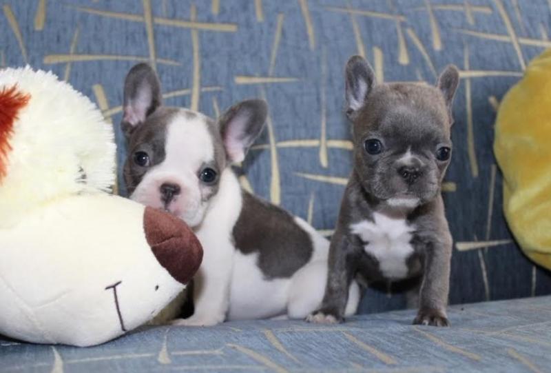 Blue French bulldog Puppies Available Image eClassifieds4u