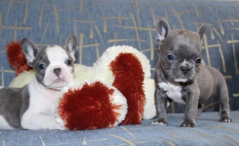 Blue French bulldog Puppies Available Image eClassifieds4u