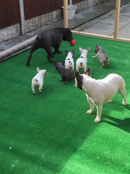 Blue French bulldog Puppies Available Image eClassifieds4u