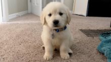Adorable male and female Golden Retriever puppies