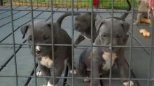 Blue nose American Pitbull terrier puppies available