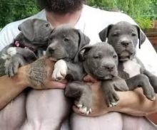 Blue nose American Pitbull terrier puppies available