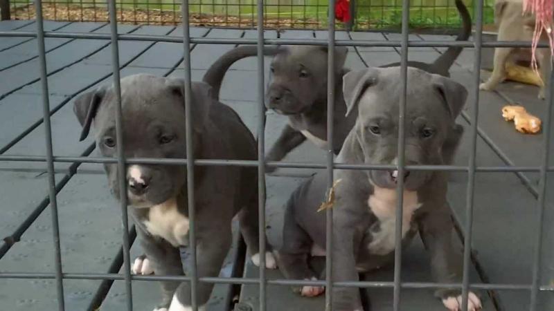 Blue nose American Pitbull terrier puppies available Image eClassifieds4u