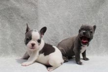 Blue French bulldog Puppies Available Image eClassifieds4U