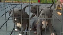 Blue nose American Pitbull terrier puppies available Image eClassifieds4U
