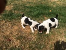 MINIATURE JACK RUSSEL TERRIER PUPPIES