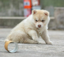 Excellent Siberian Huskies puppies for adoption Image eClassifieds4U