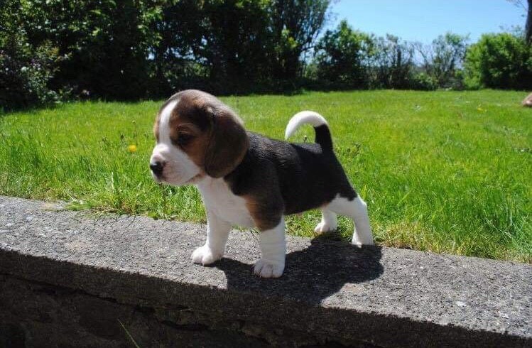 Trained Gorgeous beagle puppies for adoption Image eClassifieds4u