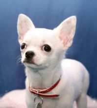 Chihuahua puppies available, updated on vaccinations, potty trained and well socialized.