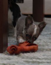 Chihuahua puppies available, updated on vaccinations, potty trained and well socialized.