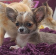 Chihuahua puppies available, updated on vaccinations, potty trained and well socialized.