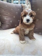 Friendly Cavapoo Puppies