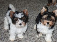 loving and affectionate male and female yorkies ready.