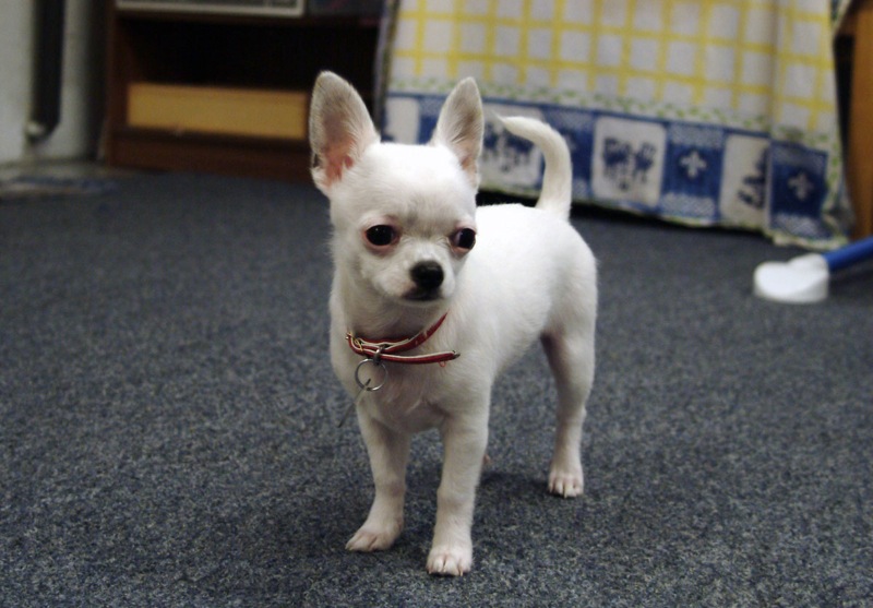 Chihuahua puppies available, updated on vaccinations, potty trained and well socialized. Image eClassifieds4u