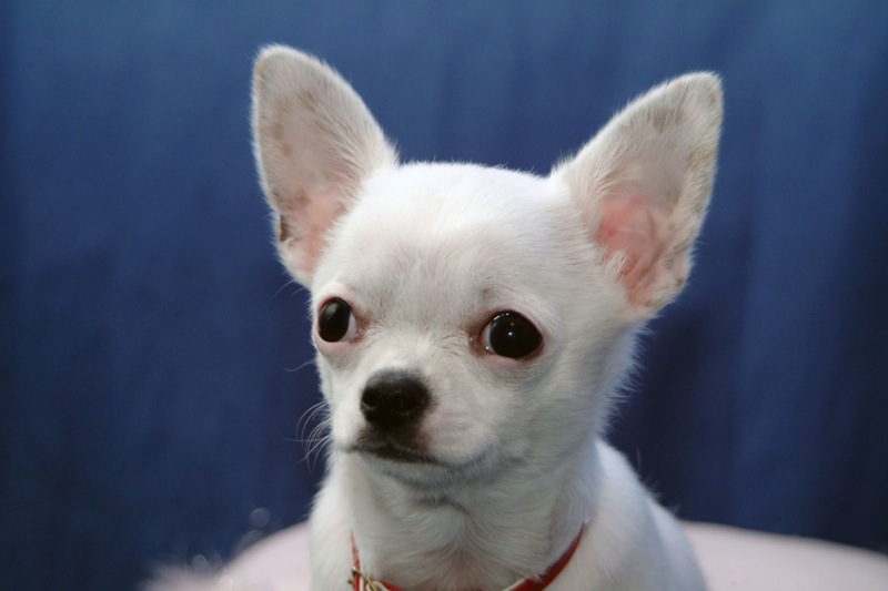 Chihuahua puppies available, updated on vaccinations, potty trained and well socialized. Image eClassifieds4u
