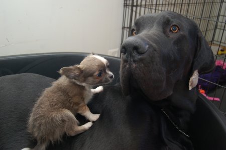 Chihuahua puppies available, updated on vaccinations, potty trained and well socialized. Image eClassifieds4u