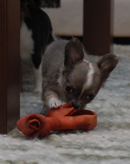 Chihuahua puppies available, updated on vaccinations, potty trained and well socialized. Image eClassifieds4u