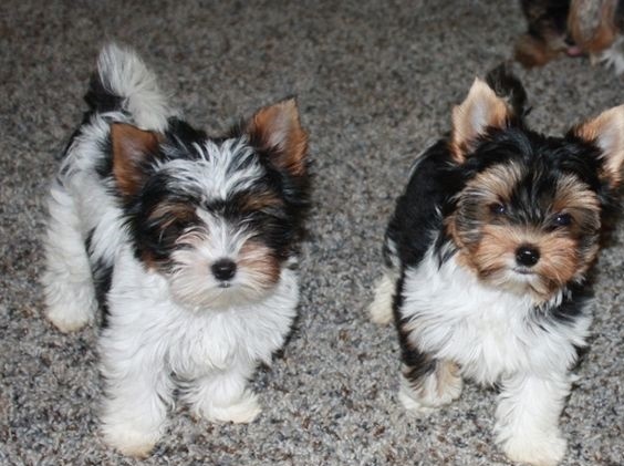 loving and affectionate male and female yorkies ready. Image eClassifieds4u