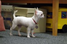 Chihuahua puppies available, updated on vaccinations, potty trained and well socialized. Image eClassifieds4u 1