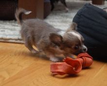 Chihuahua puppies available, updated on vaccinations, potty trained and well socialized. Image eClassifieds4u 2