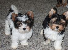 loving and affectionate male and female yorkies ready. Image eClassifieds4U