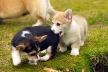 Pembroke Welsh Corgi puppies 🎂 Email at ( baroz533@gmail.com )