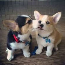 Pembroke Welsh Corgi puppies 🎂 Email at ( baroz533@gmail.com )