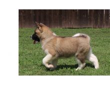 Beautiful Akita puppies